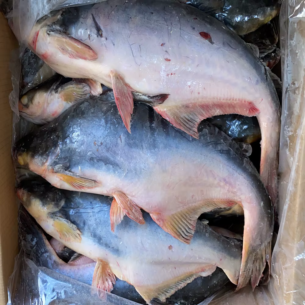 fish4