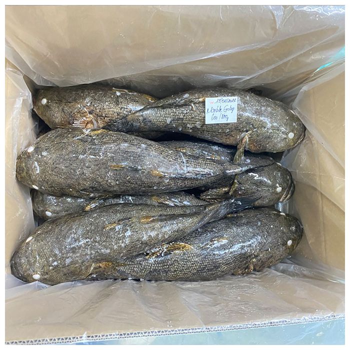 fish9