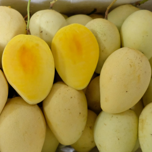 mangoes2