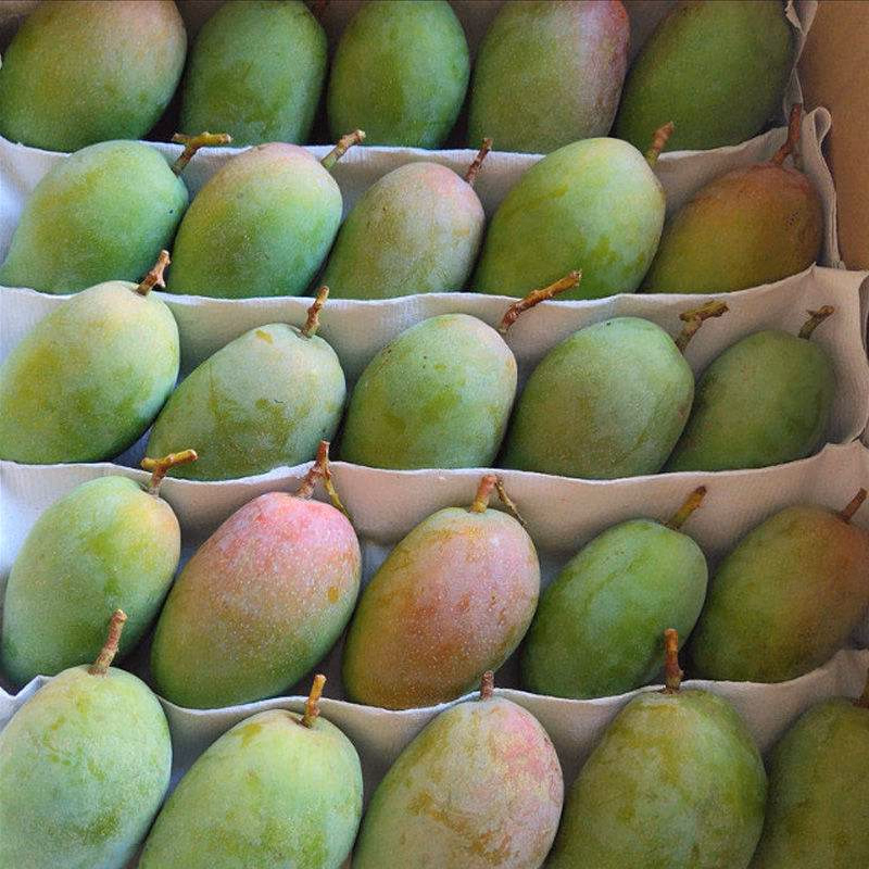 mangoes7