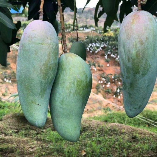 mangoes8