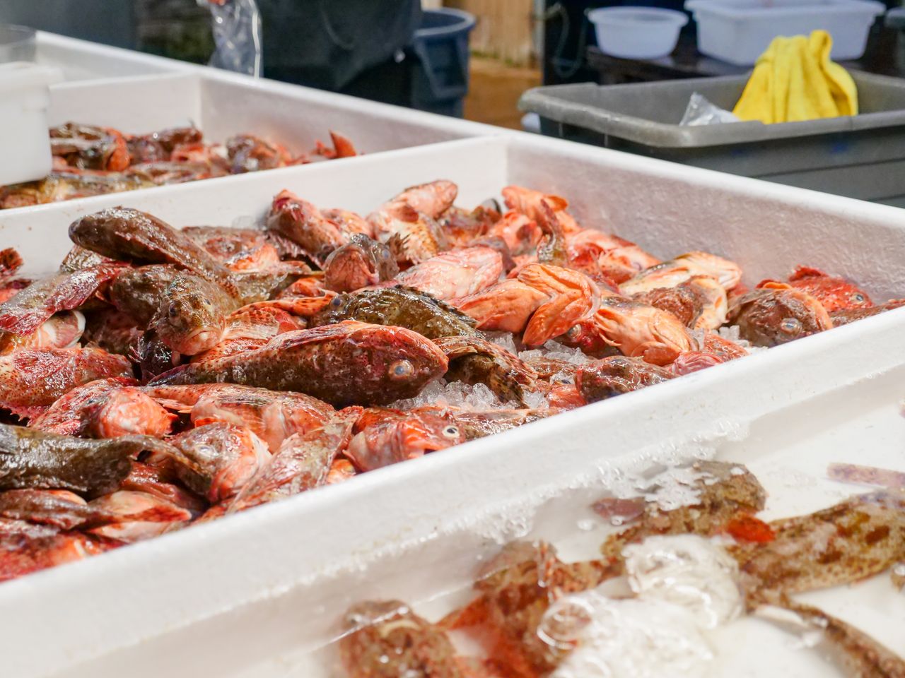 Iced sculpin fish displayed for sale at a seafood market.